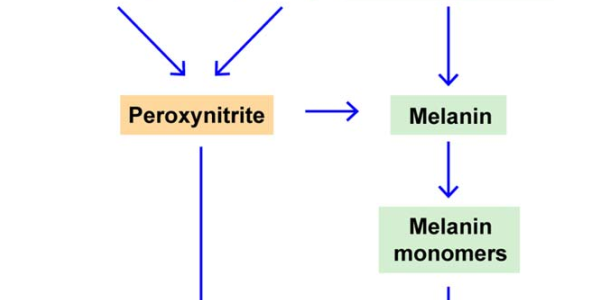 Rol de la radiación UVA en la patogenesis del melanoma